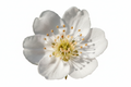 Bloom perfume by Dziris